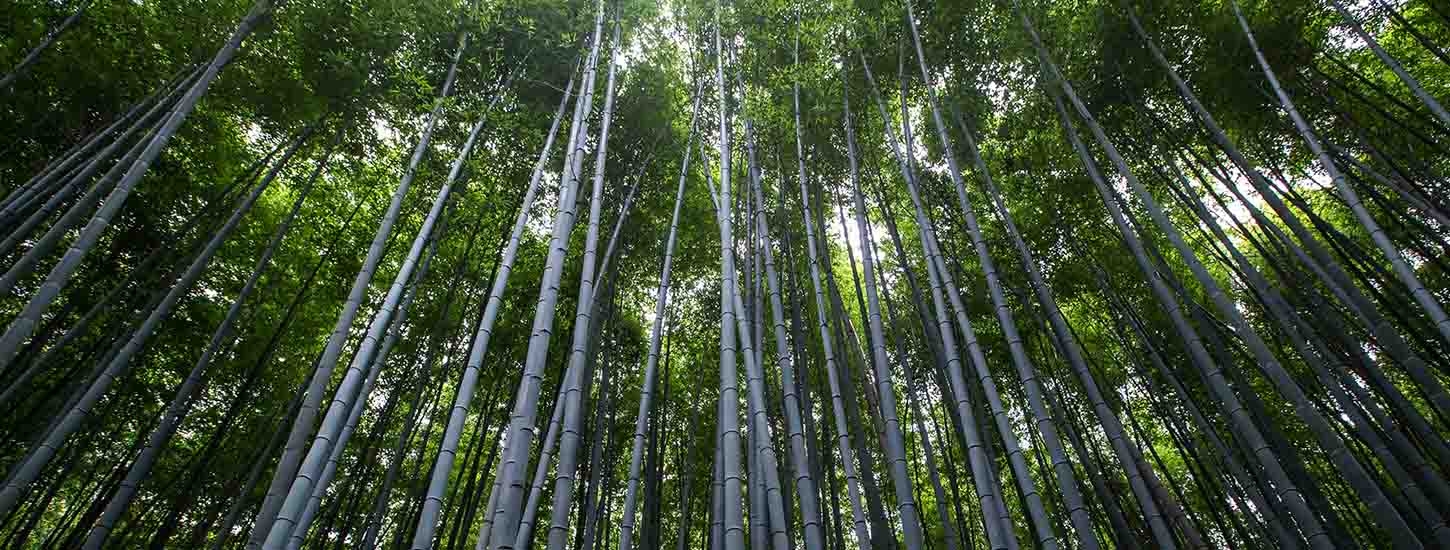 Pratiques d’agroforesterie et de gestion durable des ressources bois