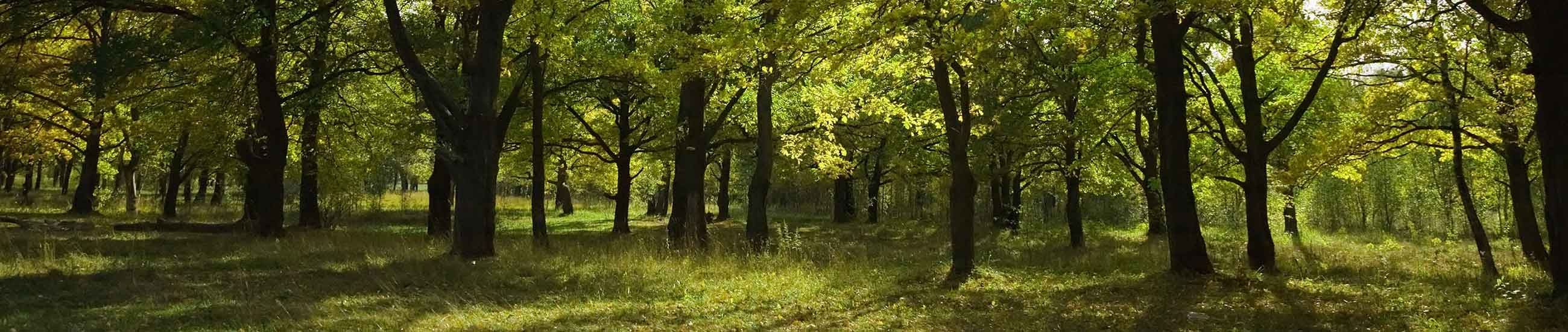 Paysage forestier 